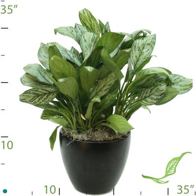 8" Aglaonema Maria Christina