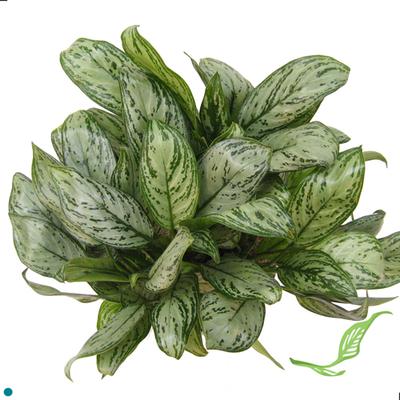 8" Aglaonema Maria Christina