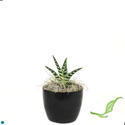 4" Aloe Vera Variegated