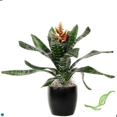 4" Aechmea Rebecca
