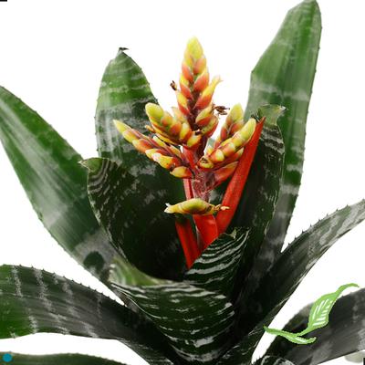 4" Aechmea Rebecca
