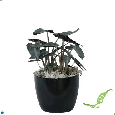 4" Alocasia Bambino Silver