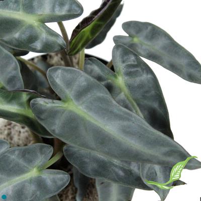 4" Alocasia Bambino Silver