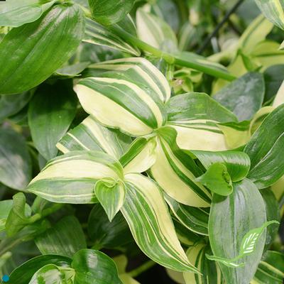 6" Tradescansia Wandering Jew White