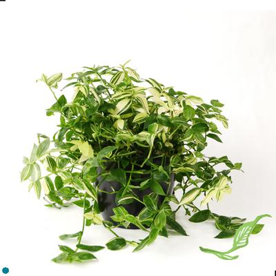 6" Tradescansia Wandering Jew White