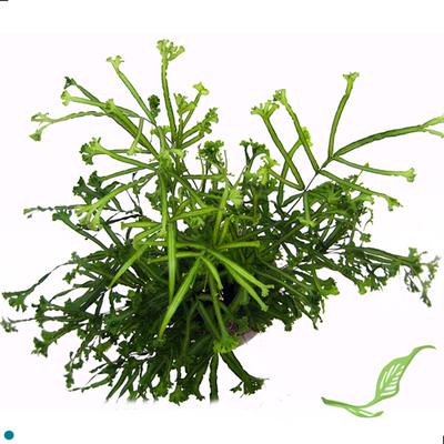 6" Fern Pteris Albo and Other Assorted Pteris. $6.25