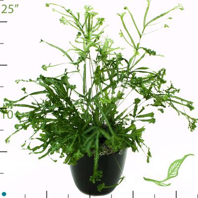 6" Fern Pteris Albo and Other Assorted Pteris. $6.25