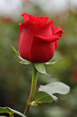 Juliet Red Roses Arrangement