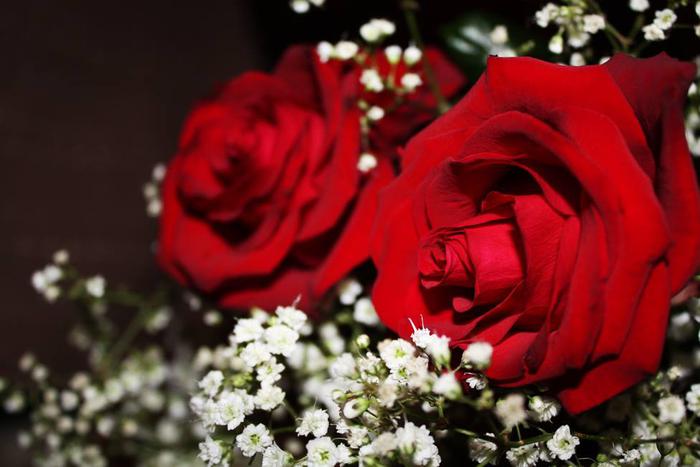 1 Dozen Red Roses with Babys Breath