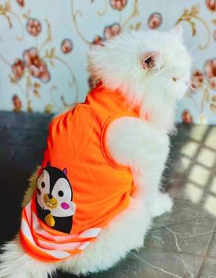 Shirts for your Furr baby