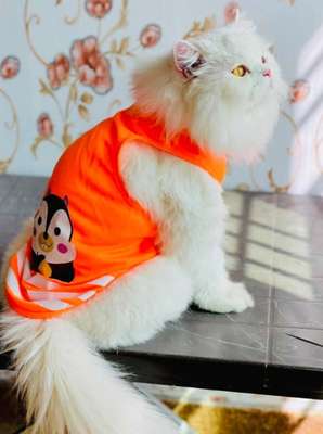 Shirts for your Furr baby